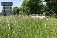 Overgrown grass verge